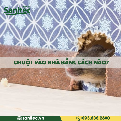 Chuột Vào Nhà Bằng Cách Nào?